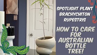 383: PlantMas: Spotlighting My New Australian Bottle Tree (Brachychiton rupestris) + Care Tips