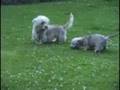 Dandie Dinmont Terrier の動画、YouTube動画。