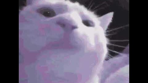 FVN! - LVL 1 Loop [cat kitty cat cat kitty cat cat]