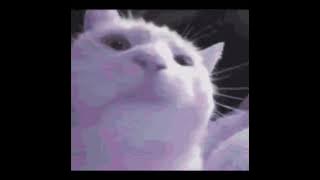 FVN! - LVL 1 Loop [cat kitty cat cat kitty cat cat]