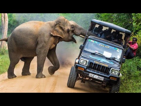 Video: Kulmi Për Skoltech Ose Tre Elefantët E Suksesit Nga BEMO