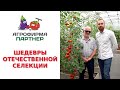 ШЕДЕВРЫ ОТЕЧЕСТВЕННОЙ СЕЛЕКЦИИ