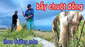 Bẩy chuột đồng theo đường mòn đơn giản ,Lên chân đất tv