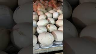 5 Baby Chicken Hatch Out Off 100 Eggs -Day 22