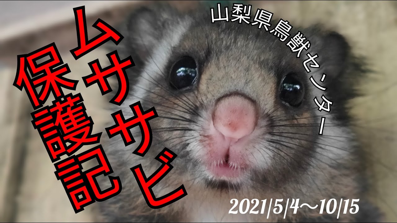 ムササビを救え 保護 放獣まで 概要欄必読 21 5 4 10 15 Youtube