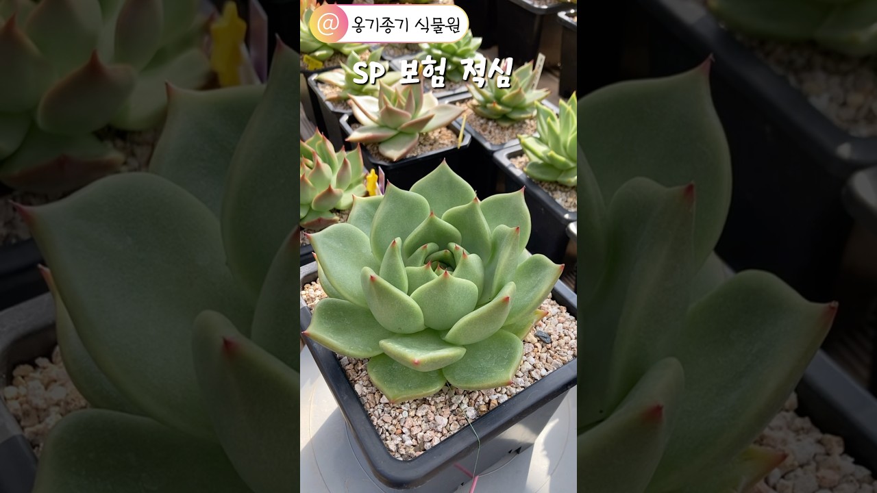 적심 할때의 4가지 심사? SP씨, 당신은 3번째와 4번째에 해당되네 