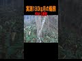 実測180kg 月の輪熊 ボルト2連射!#shorts