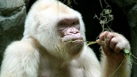 La endogamia provocó el albinismo de Copito de Nieve