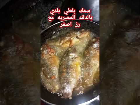 الاكيله فين سمك ورز اكسبلور