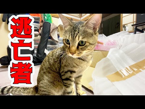 猫が脱走しました！！