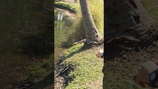 Monitor lizard Lumphini Park