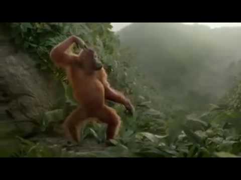 Lucu Monyet Goyang Lagu Nya( Sakit Nya Tuh Di Sini)cita-citata