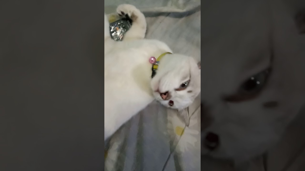 Kucing lucu bermain remot tv - YouTube