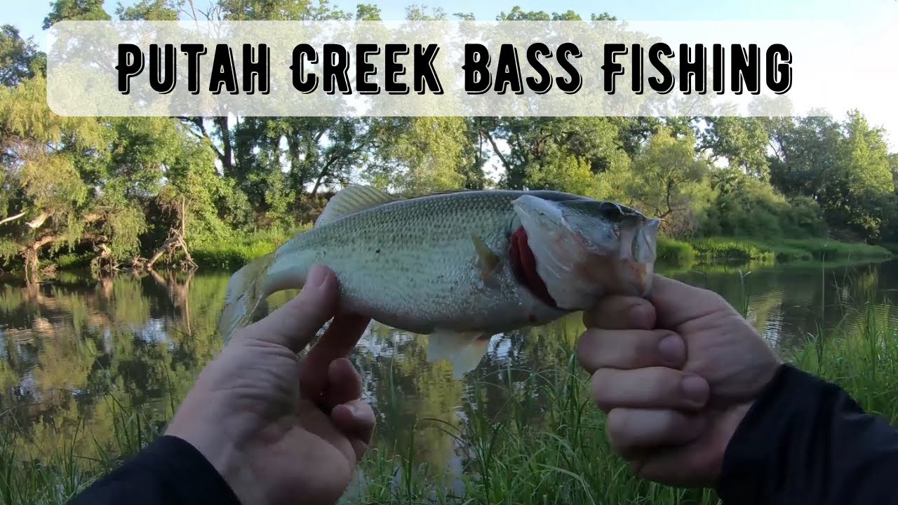 Bass Fishing At Putah Creek