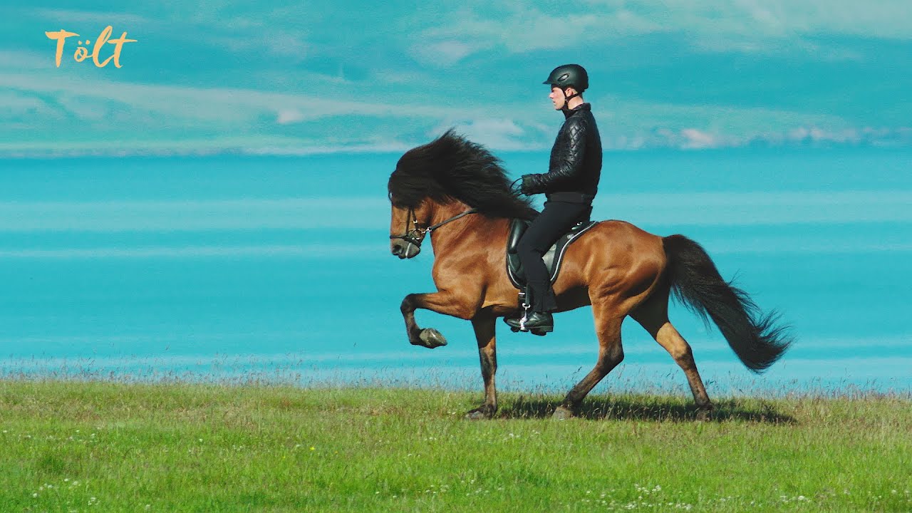 5 gaits of the Icelandic horse - YouTube