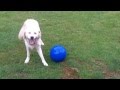Golden Retriever lunatic with her boomer ball. Hooray Holly