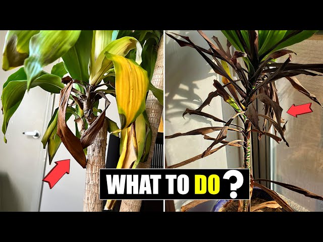 fern house plant 26