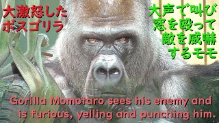 Gorilla Momotaro is furious and screams loudly at his enemies and hits the window hard.