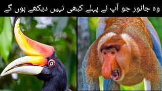 8 Most Interesting Animals You Never Seen Before | Ali tv official |