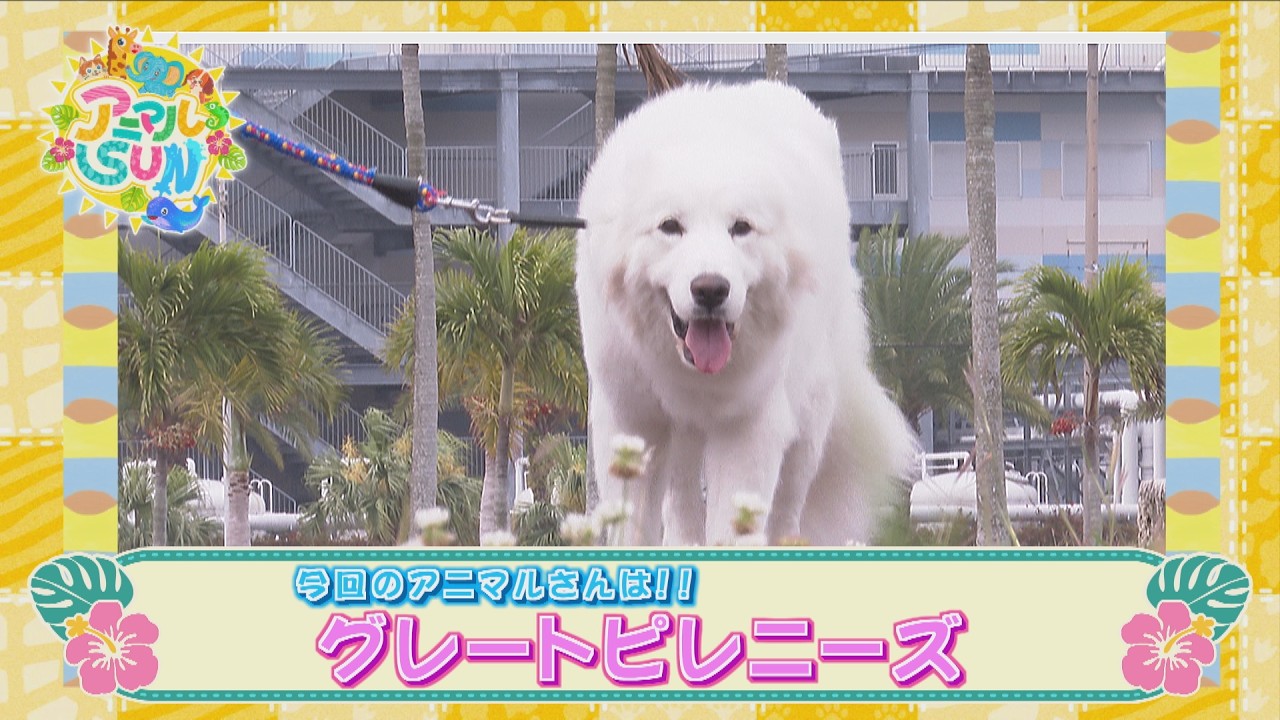 Animal SUN [Great Pyrenees at DMM Kariyushi Aquarium] - YouTube