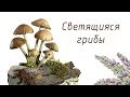 Светящиеся грибы ночник из полимерной глины | Мастер Класс