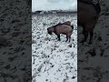 Козел и козочки гуляют по снежному полю с капустой
