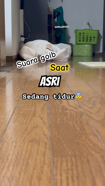 😱Suara Aneh saat tidur #anjing #anjinglucu #shorts