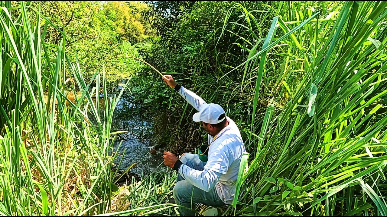 Pesca com vara de bambu, buraca com peixe pré-histórico com cara de cobra. Pesca caipira raiz.