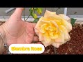 Como Sembrar Planta de Rosas Con Raizes En El Jardin