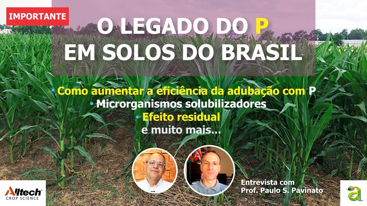 #90 - LEGADO P EM SOLOS DO BRASIL - ENTREVISTA PROF. PAULO PAVINATO