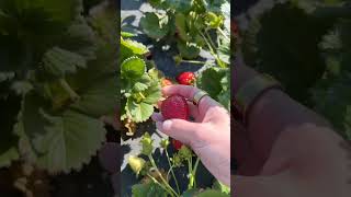 Strawberry growth #farming #agrikultur #garden #agriculture #strawberry #fruit #gardening #red