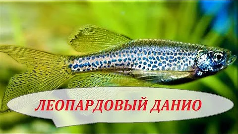 ДАНИО ЛЕОПАРДОВЫЙ  в аквариуме. Содержание рыбки, размножение и совместимость