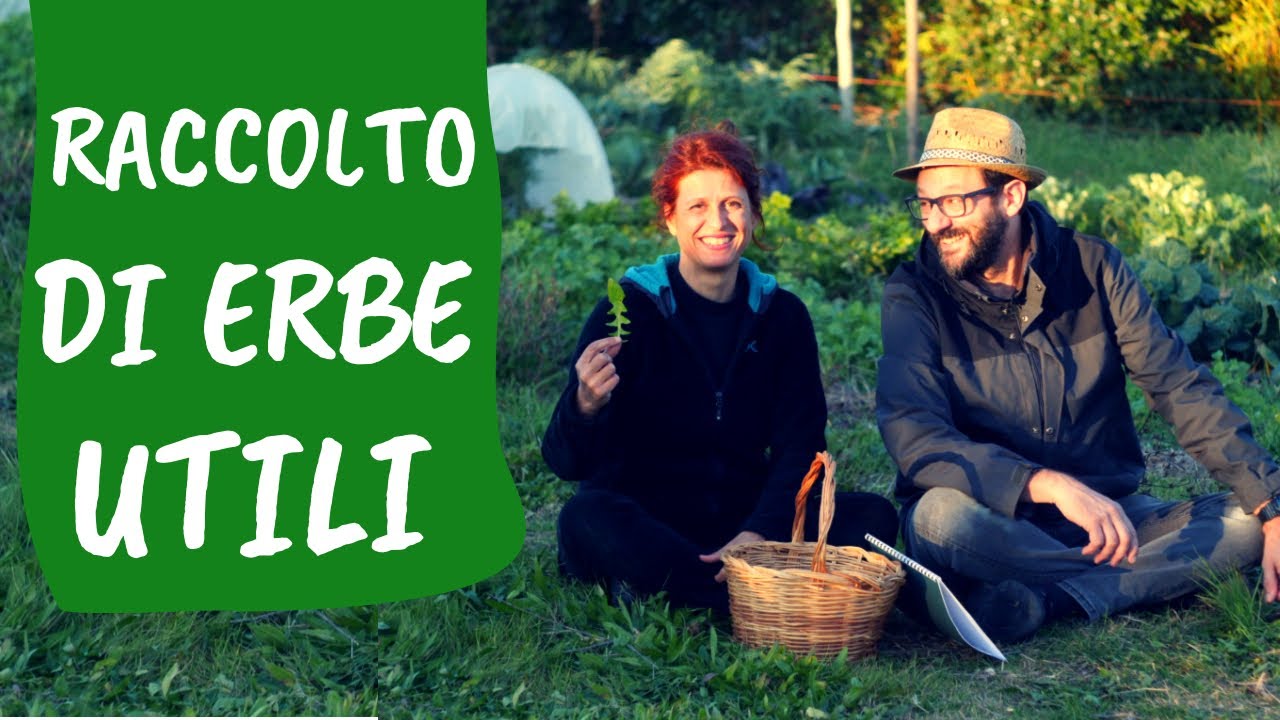 ERBE SPONTANEE COMMESTIBILI: riconoscerle, raccoglierle, moltiplicarle
