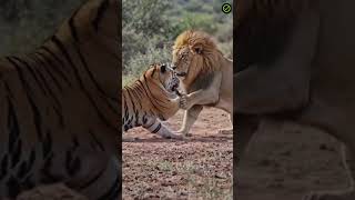 A ferious fight between Leopard 🐆 and Lion in jungle #wildlife #animals #animalworld