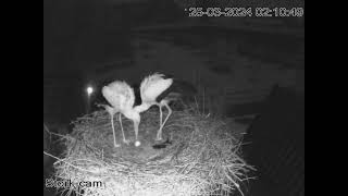 the laying of the storks' first egg