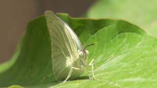 Butterfly learning to fly for the first time