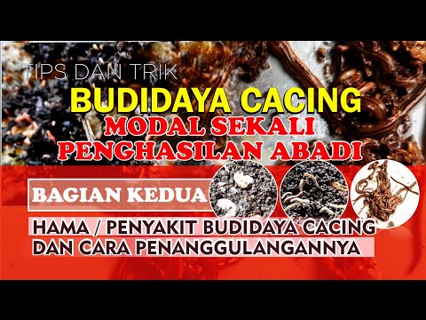 Video: Sifat Penyembuhan Kayu Cacing