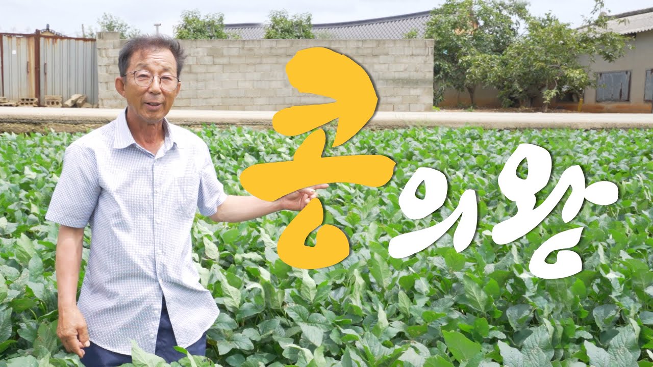 [명인을 만나다] 콩의 왕😎 콩의 전설 박병만 명인에게 듣는 콩의 모든것!