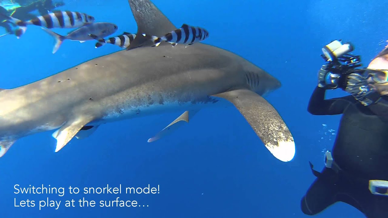 Diving with White Tip Sharks
