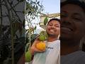 Aaj mango tree ki pruning ki #minivlog #dailyminivlog #minivlogseries #mangotree #pruning image