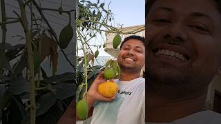 Aaj Mango Tree Ki Pruning Ki