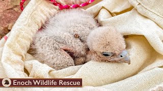 STRIKER! Our New Peregrine Falcon Part 1