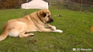 Kangal Ezan Sesini Duyunca Bakın Ne Yaptı