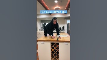 😼😻😸 #shorts | Nicky and Pierre #NiPi