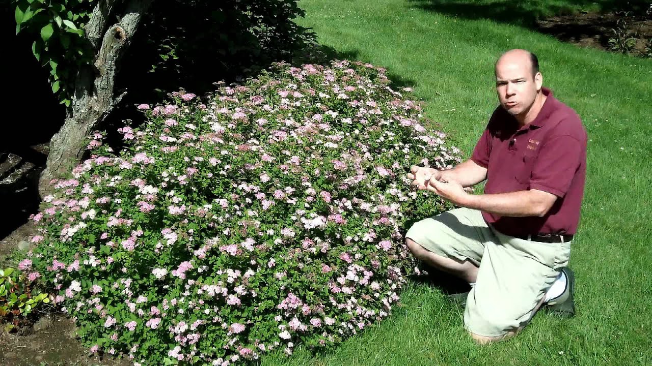 Spiraea Japonica Little Princess Little Princess Japanese Spirea Summer Flowering Shrub Youtube