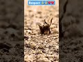 Beautiful creatures ❤️❤️🙏🙏 #respect #foryou #shortvideo #youtubeshorts