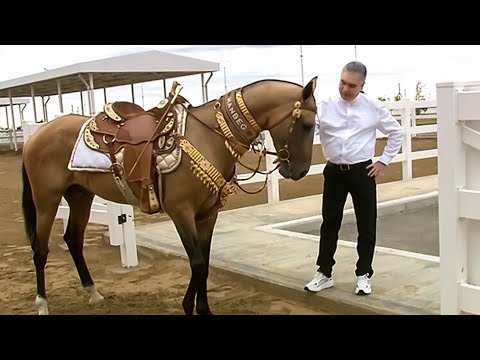 Гурбангулы Бердымухамедову проверил как ухаживают за элитными скакунами в Аркадаге