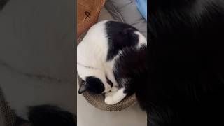 วันนึงนอนไปแล้ว 20 ชั่วโมง ที่เหลือกิน #แมว #cat #cute #แมวตลก #pets