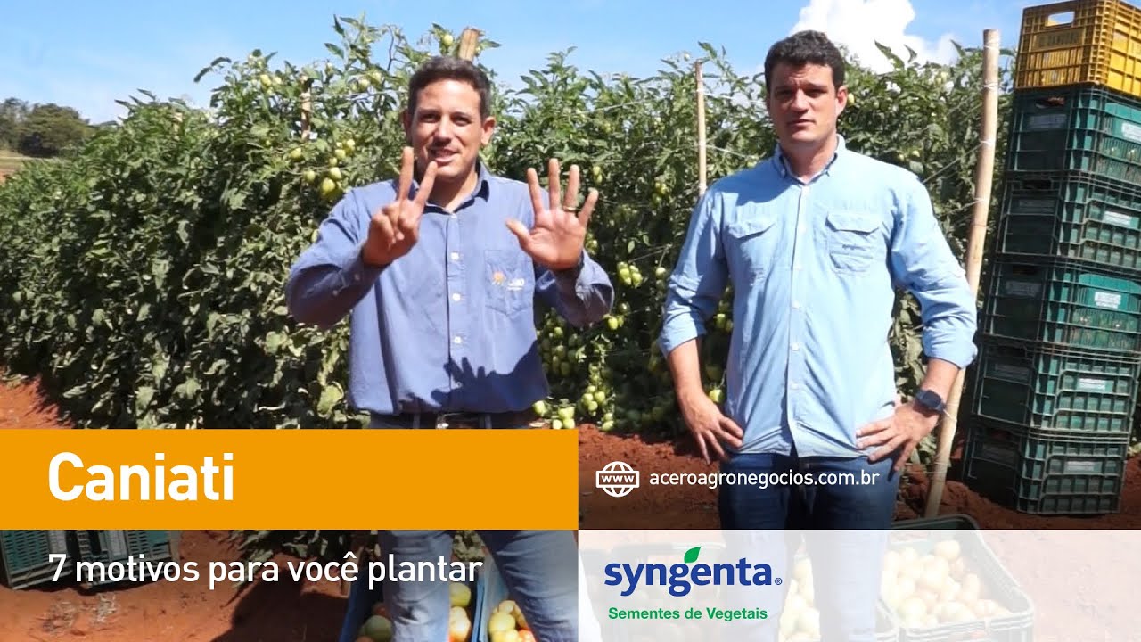 7 Motivos Para Plantar Tomate Caniati - Acero Tem