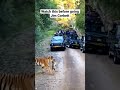Missing tigers of Jim Corbett | #jimcorbett | #tiger | #shorts | pooja ranaut